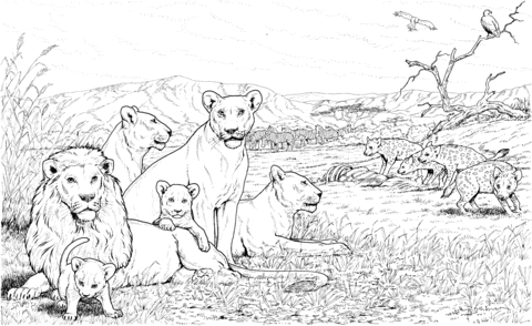 Lion Pride And Hyenas Coloring Page